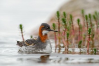 Lyskonoh uzkozoby - Phalaropus lobatus - Red-necked Phalarope 5804